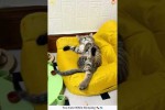 Schlafende Katzen Level Expert