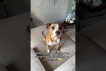 Video - Hund reagiert auf Musik