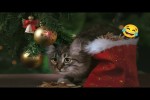 Video - Lustige Katzen
