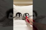 Video - Niedliche Pinguine