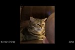 Video - Katze ist von Baby genervt