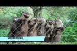 Video - Franken Animals - VADDERDOOCH