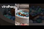 Video - Bllebad fr den Hund