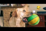 Video - Niedliche und lustige Hundevideos