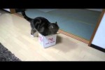 Video - Hartnäckige Katze will in die Box