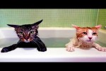 Video - Die lustigsten Tiere - Spaß mit Katzen und Hunden 2022 - LA 107