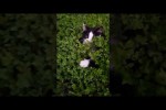 Video - Spaß mit lustigen Katzen