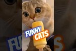 Video - Süße lustige Katzen