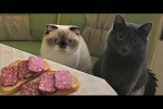 Video - Die lustigsten Tiere - Spaß mit Katzen und Hunden 2022 - LA 108
