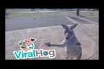 Video - Curious Kangaroo Charges Paraglider