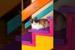 Video - Lustige Katzen
