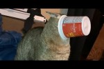 Video - Lustige Hoppalas mit Katzen