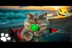 Video - Die tollpatschigsten Katzen der Welt