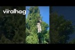 Video - Hund aus Baumkronen gerettet