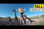 Video - Giraffen sind klasse