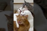 Video - Lustige Katzen
