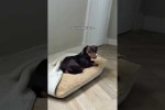 Video - Lustige Dackel