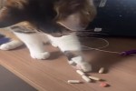 Video - Joao Pedro the Cat Paws Pills Off Desk