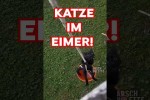 Video - Katze im Eimer