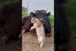 Video - Katzen vs. andere Tiere
