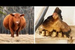 Video - Die besten Videos aller Zeiten (Teil 85)