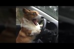 Video - Witzige Hunde