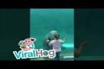 Video - Walross gibt kleinem Mädchen einen Kuss