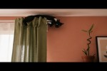 Video - S�sse und lustige Katzenvideos
