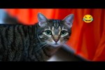Video - Lustige und s��e Katzenvideos