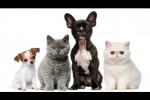 Video - Lustige Szenen mit Tieren