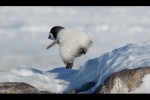 Video - Pinguin-Hoppalas