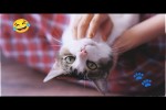 Video - Lustige Katzen