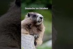 Video - Deutsche im Oktober