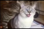Video - Zusammenstellung lustiger Katzen und Kätzchen für gute Laune