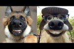 Video - Lustige Hunde-Videos