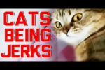 Video - Katzen sind fies