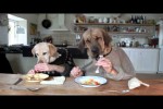 Video - zwei Hunde beim Essen