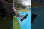 Video - Dock Diving Dog Training