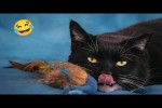 Video - Lustige Katzen