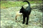 Video - wenn die Katze mit der Eule spielt