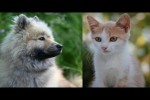 Video - Lustige Momente mit Katzen und Hunden