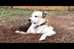 Video - Dogs Make You Forget All Your Problems