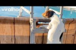 Video - Hund springt in den Pool