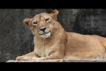 Video - Lustige Tiere