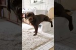 Video - Kein Gassi gehen bei Regen