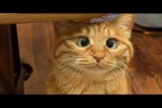 Video - Lustige Katzen