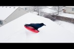 Video - Slipping, Sliding & Laughing - Funny Animals Enjoy Winter
