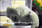 Video - wenn der Papageienkäfig eindeutig zu lange im Kinderzimmer stand