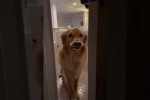 Video - Hund rächt sich