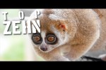 Video - 10 süße Tiere, die dich töten könnten